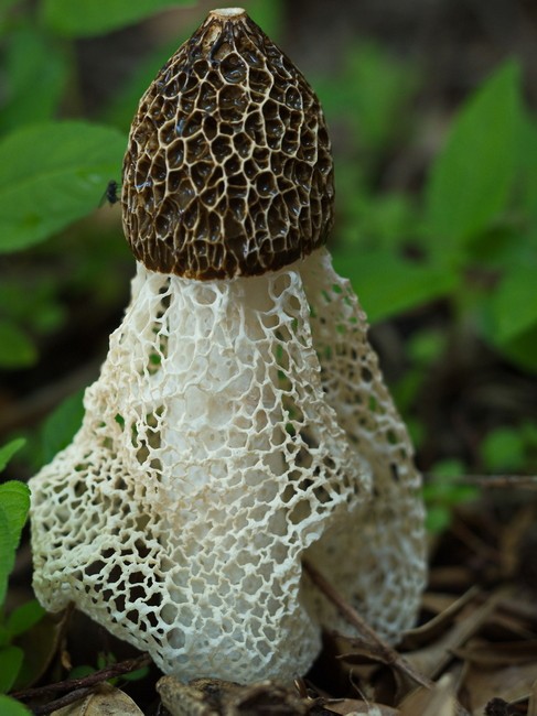 Exquisite Fungi